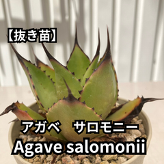 【抜き苗】アガベ　サロモニー　Agave salomonii　2024-6-15-as4