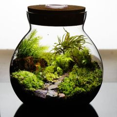 【苔庵介る】 苔テラリウム 完成品 13cm LEDライト蓋付ボトル 初心者の方でも育てやすい観葉植物