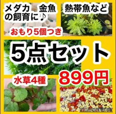 2023年最新】水草 マツモの人気アイテム - メルカリ