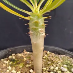 アンボンゲンセ 8株セット アンボンゲンセ 8株セット 2025年最新】Yahoo!オークション