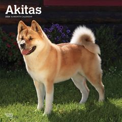 【輸入版】2024年 秋田犬 カレンダー / ブラウントラウト 30.5 x 61 cm (Akitas  Calendar)