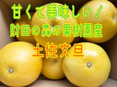 大好評🥳♬ほろ苦さが人気のオトナ味の柑橘♬ ★柑橘類★『土佐文旦』約5㎏