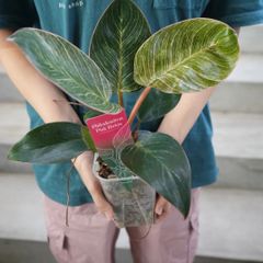 ポリシャス クリスパ 観葉植物 縮れ葉 珍しい レア インテリアグリーン