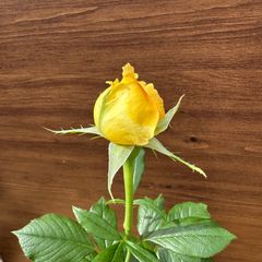 ⑤ バラ コートドール バラ苗 開花苗 大株 6号鉢 鉢植え プラ鉢 薔薇 ②