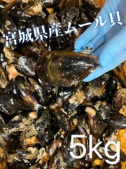 ムール貝5kg 宮城県産 三陸産 石巻