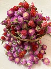 千日紅 ドライフラワー 3色80本 花材 - メルカリ