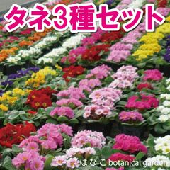 【花のタネ】プリムラ　種　3種セット