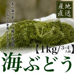 沖縄県産【発送日収穫】海ぶどう1キロ（3~4人前目安）・送料無料
