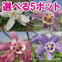 オダマキ　カルム　選べる5ポットセット　多年草　宿根草　ガーデニング　初心者向け　地植え　当店オススメ　売れ筋