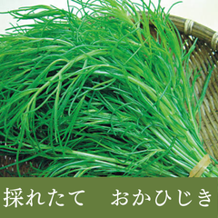 「山形県産おかひじき 100g×4袋セット｜シャキシャキ食感のヘルシー野菜」