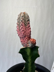 ① ユーフォルビア　アブデルクリ　ダマスク　全高約27.5cm