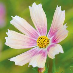 【花の種】２０粒　コスモス　アプリコットレモネード　アプリコットに芯がラベンダー  クリーミーな花色