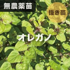 天然クレソン苗 クレソン 苗 5株 宿根草 家庭菜園でも】 - メルカリ