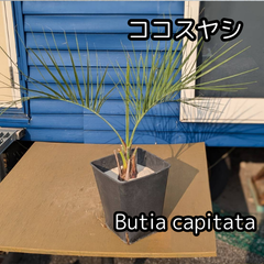 【鉢ごと発送】【世界一白い砂】ココスヤシ　2025.3.26Cc1   Butia capitata　(ヤタイヤシ)