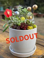 ＊多肉植物＊2025年干支巳年（へび年）＊お正月＊寄せ植え＊そのまま飾れる＊