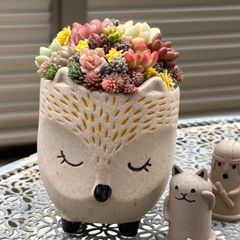 多肉植物 ☘️ アンストーン 大きめ苗 抜き苗 - メルカリ