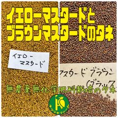イエローマスタードとブラウンマスタードのタネ　各2ml 固定種・無農薬無化学肥料栽培のタネ