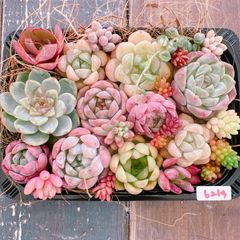 多肉植物 寄せ植えset♡6213♡センペルビウムミニカップ付き