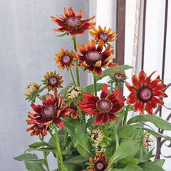 花苗 ルドベキア チェリーブランディ 3号 アンティーク 耐寒性多年草 おしゃれ 夏 庭