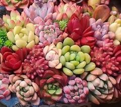 -*-様 B1528-2×20苗ピンクウィッチ抜き苗 多肉植物 エケベリア サボ オープン記念セール ピンクウィッチ石化 32株 抜き苗 美苗 エケベリア