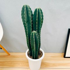 ［現品］9番　柱サボテン　鬼面角  3本立て　8号　観葉植物　多肉植物　かわいい　おしゃれ