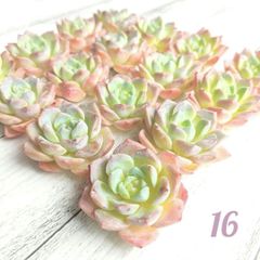 人気‼️16 アメイジンググレイス 多肉植物 カット苗 エケベリア