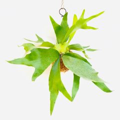【377A】ビカクシダ（コウモリラン）アルシコルネ（アルキコルネ）の苔玉※第4種郵便で発送