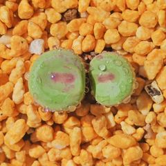 稀少 コンゴ大結晶 アメジストクラスター 2.5Kg天然石 玄関開運 置物