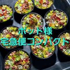 ポット様専用