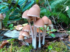 特上‼️ クロモジ茶 50g×2袋計100g 汚れ(藻類)を洗浄、カット、乾燥の