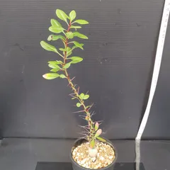 メルカリ便　フォークイエリア　ファシクラータ フォークイエリア ファシクラータ 現地株 超希少 - メルカリ