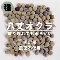 【種】八丈オクラ　農薬不使用　20粒