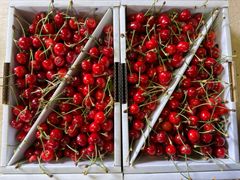 山形県　東根産　さくらんぼ　紅さやか　2kg
