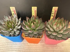 桜鬼　札付きポットごとメルカリ便おらいさん苗ミックスベリア Amazon.co.jp: ミックスベリア 桜鬼 おらいさん苗 多肉植物