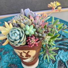多肉植物寄植え