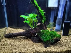 392．流木付き水草 アヌビアスナナ 南米ウィローモス