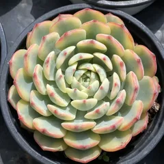 ま*こ様 姫蓮錦C240-C5003-8×35株 抜き苗 多肉植物 エケベリア ま*こ様 姫蓮錦C240-C5003-8×35株 抜き苗 多肉