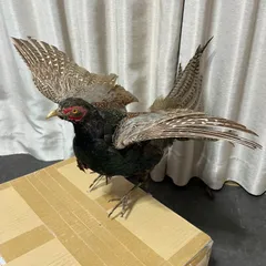 キジの剥製　つがい　ガラスケース付き　引取限定 キジ 剥製 ガラスケース付 - メルカリ