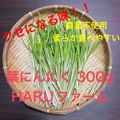 希少品！山梨県産 遠赤外線栽培 にんにく新芽 葉ニンニク 300g