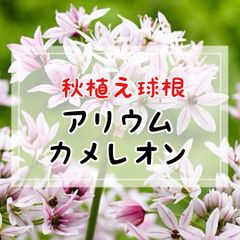 【球根】アリウム・カメレオン／5球入（ラベル1枚付き）