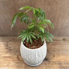 希少　アンスリウム　クラリネルビウム　斑入り　美株　激レア　鉢ごとメルカリ便④ 希少 アンスリウム クラリネルビウム 斑入り 美株 激レア 鉢ごと