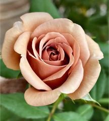 切り花品種◇ミルクティーの花色◇花持ち◎◇香りバラ◇四季咲き◇バラ