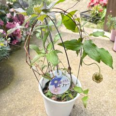 クレマチスレッドクーラー5号鉢来季用