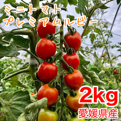 ミニトマト 箱込み2kg 農家直送　プチトマト トマト プレミアムルビー