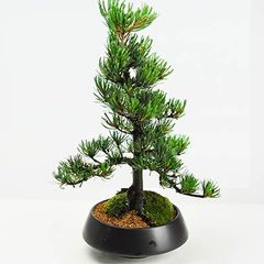 フェイク盆栽 盆栽 松 人工盆栽 枯山水 フェイクグリーン 造花 高品質