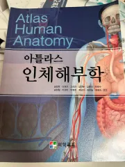 アトラス 人体解剖学 医学教育