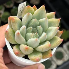 リンゼアナ畑セット❤️最終 楽天市場】多肉植物 リンゼアナの通販