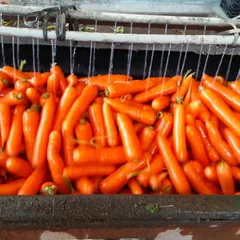 おいしいと評判のにんじん　訳あり　クール便でお届け　規格外　有機ＪＡＳ　10ｋｇ　やわらかく色濃いめ甘みの強い品種　ジュースに　そのやま農園のサムネイル