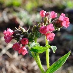 ローズピンクの花♡　プルモナリア　ラズベリースプラッシュ