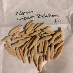 アデニウム・アラビクム「ブラックステム」 種子50粒 Adenium arabicum 'Black Stem'